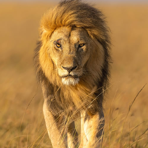Male lion resting in the Masai Mara National Reserve Kenya Big Five safari